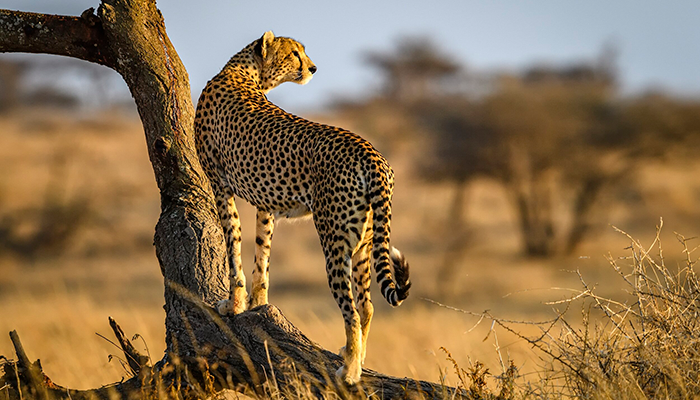 Tanzania Safari