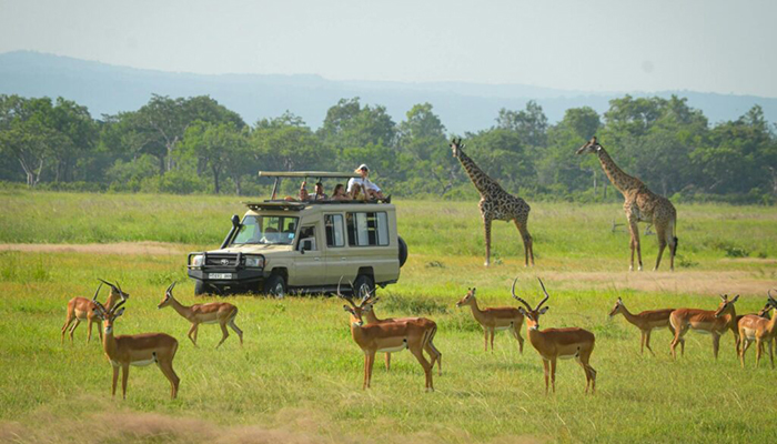 Mikumi National Park